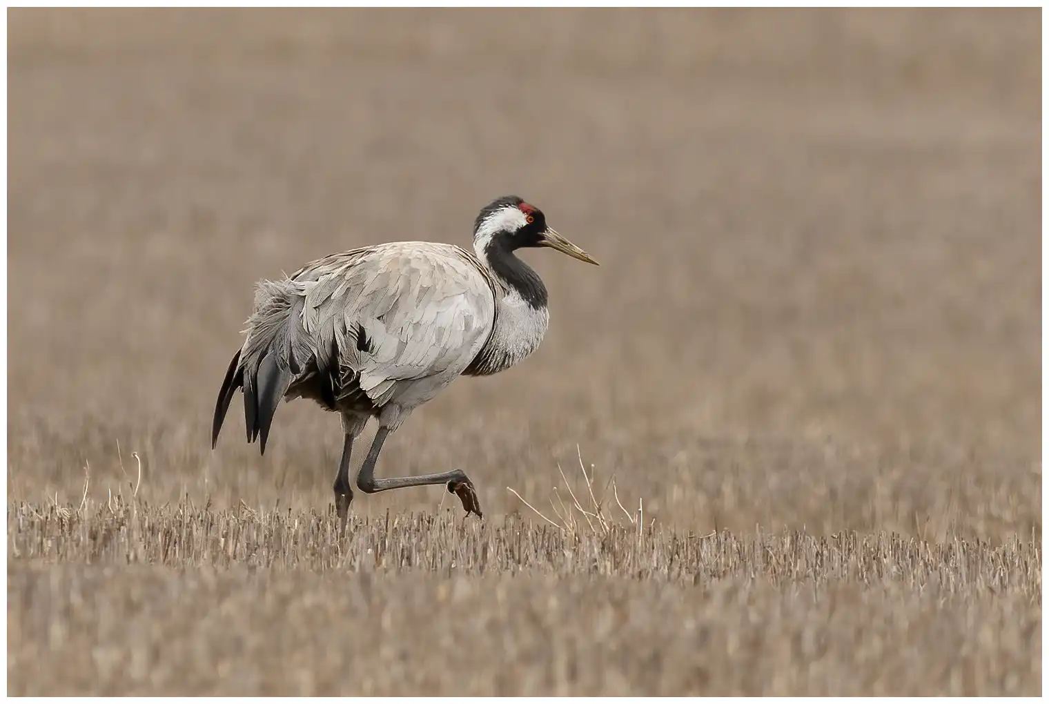 Grulla Común