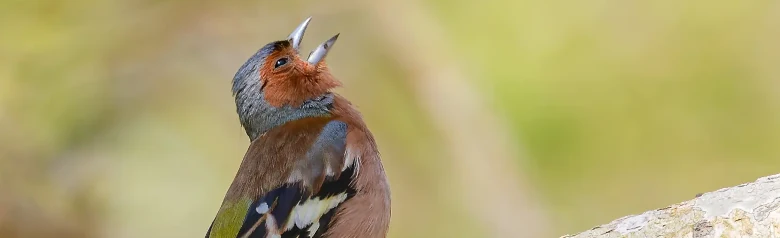 Pinzón Vulgar. Un pinzón vulgar canta en una rama. Cuerpo pardo rojizo, cabeza gris azulada y bandas alares blancas.