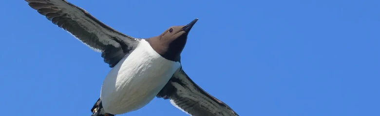Arao Común