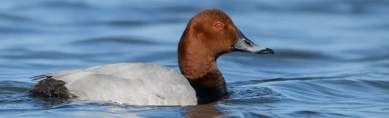 Un porrón en el agua. Observa la cabeza marrón y el ojo rojo.