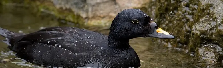 Un Negrón Común en el agua cerca de un acantilado. La parte superior del pico es naranja.
