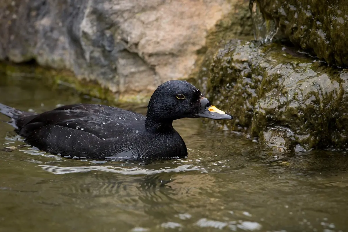 Un Negrón Común en el agua cerca de un acantilado. La parte superior del pico es naranja.