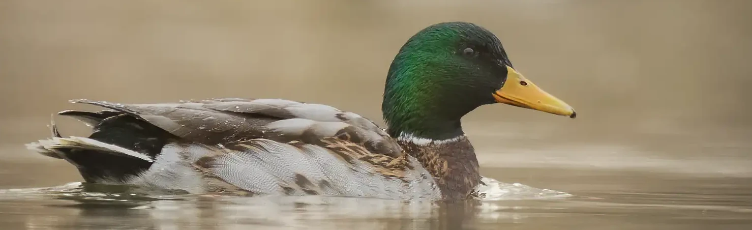 Un ánade real descansa en el agua bajo la bruma matinal. Su cabeza es de un hermoso color verde.