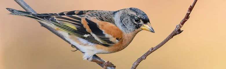 Pinzón Real. Tiene reflejos anaranjados en el plumaje. Partes superiores blancas, claramente visibles en vuelo.