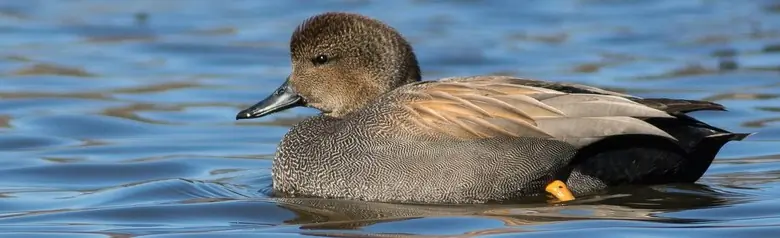 Un ánade friso en el agua. El plumaje presenta finos dibujos parduscos y grisáceos.