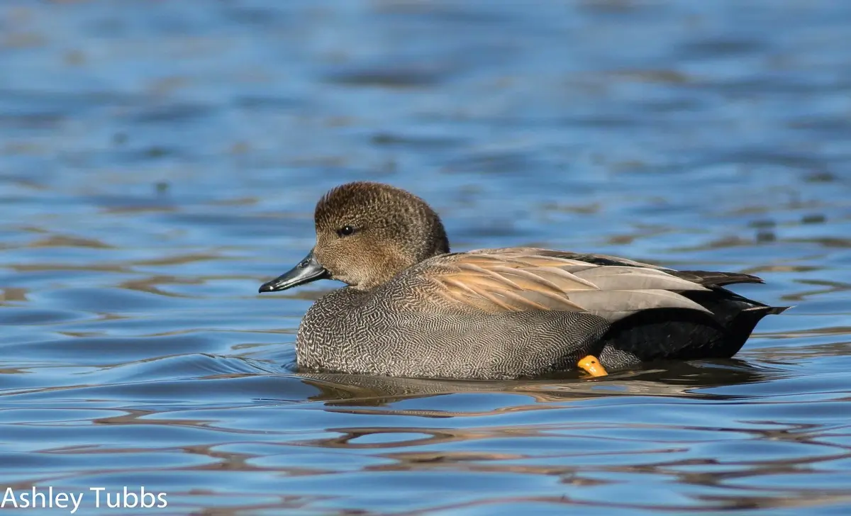 Un ánade friso en el agua. El plumaje presenta finos dibujos parduscos y grisáceos.