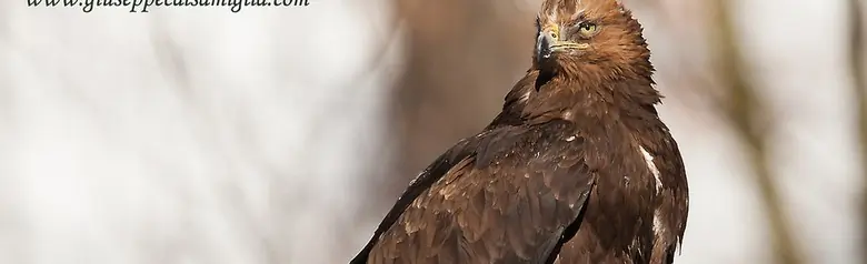 Águila Real. Sentado en el tocón de un árbol muerto. El plumaje es predominantemente marrón oscuro con la cabeza dorada.