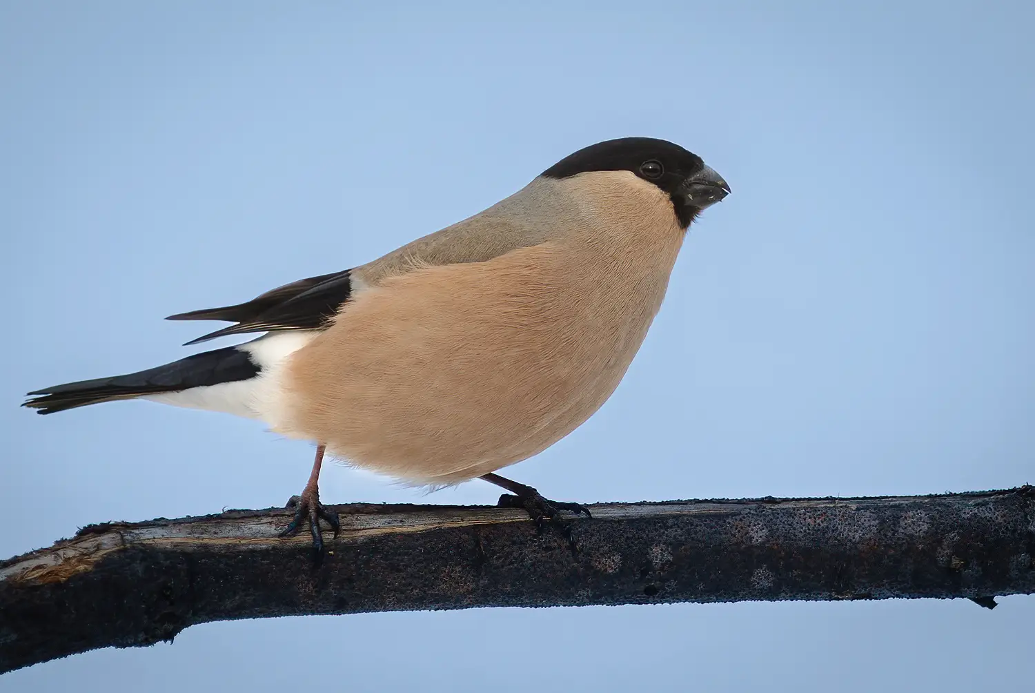 Camachuelo Común