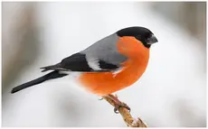Camachuelo Común