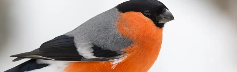 Camachuelo Común. Imagen invernal. Parte inferior de color rojo anaranjado en fuerte contraste con la parte superior gris del ave y el casquete negro.