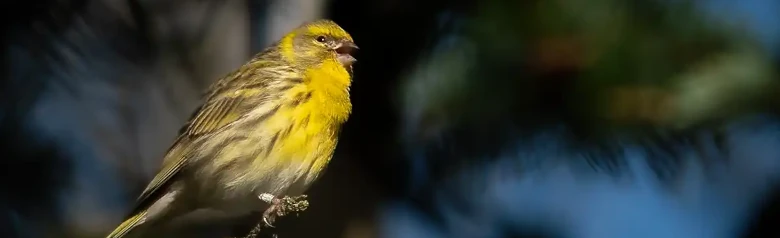 Serín Verdecillo. Canta en los árboles. Pico corto y compacto. Fuertes rayas longitudinales en espalda y flancos. Frente y pecho amarillo limón.