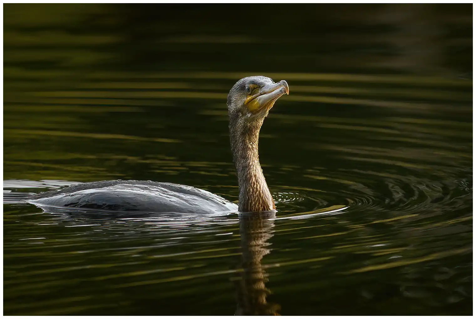 Cormorán grande