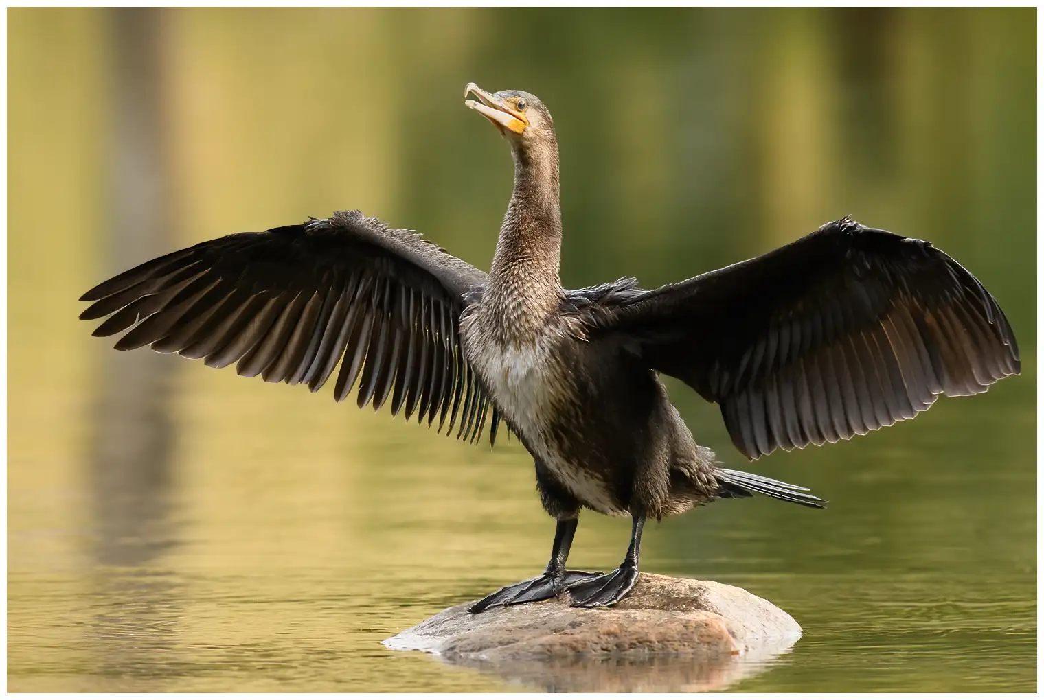 Cormorán grande