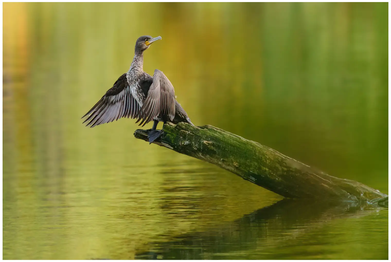 Cormorán grande