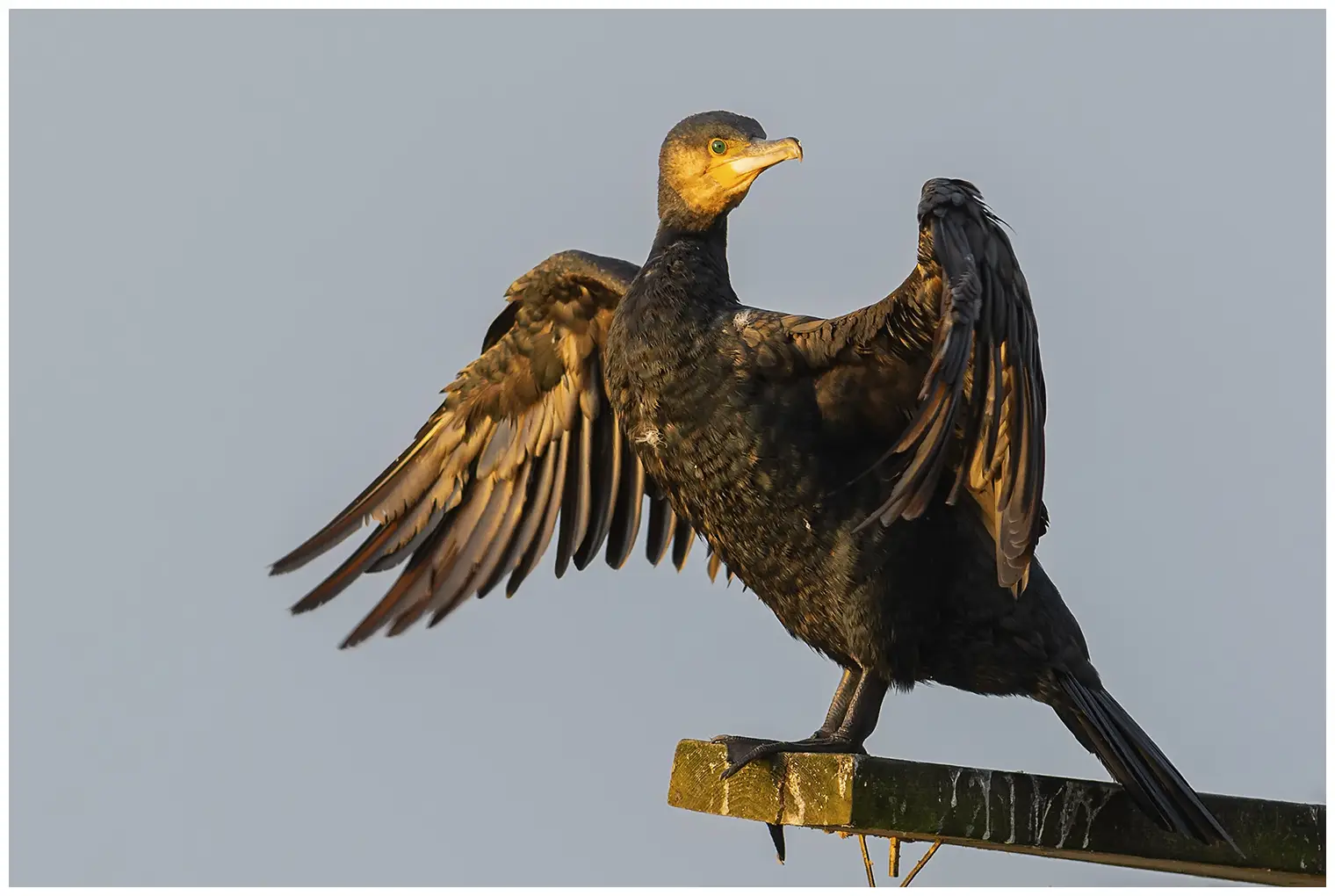 Cormorán grande