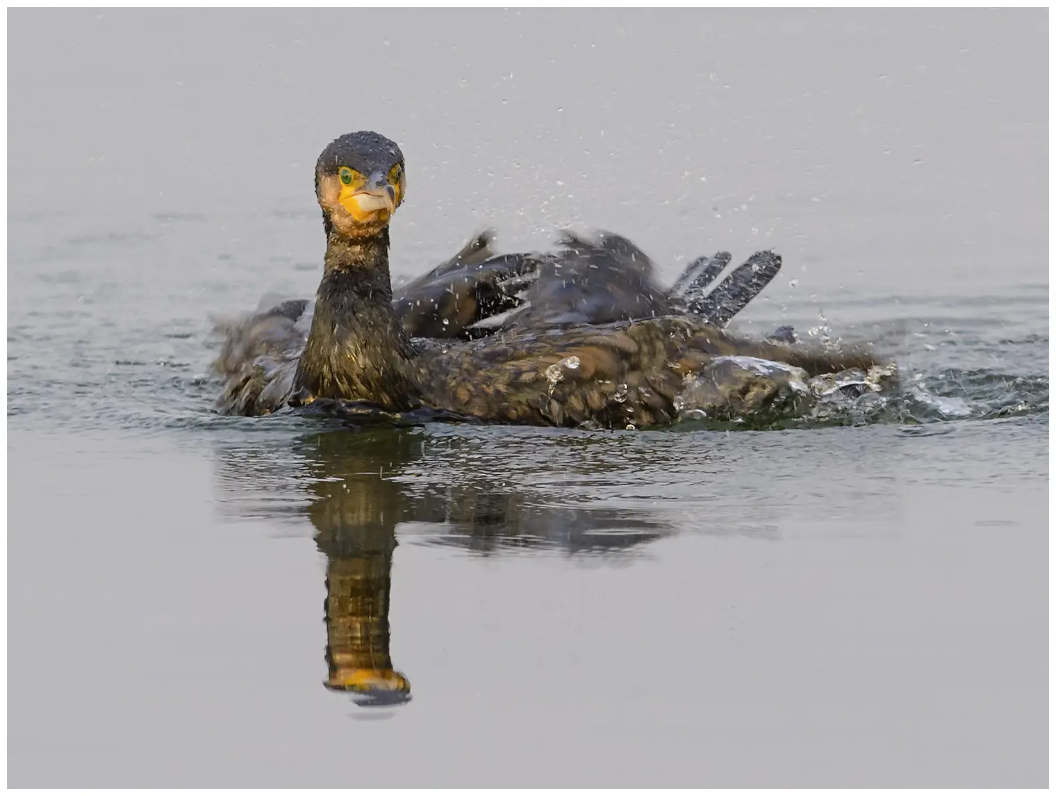 Cormorán grande