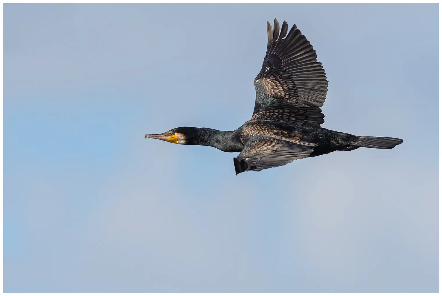 Cormorán grande