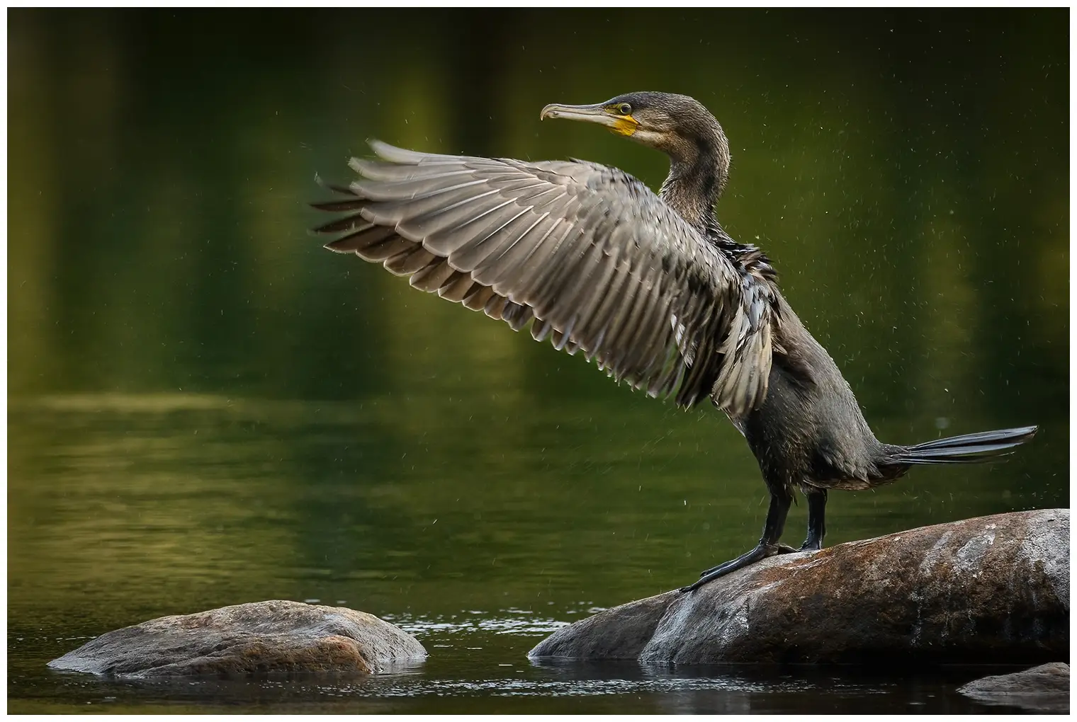 Cormorán grande