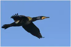 Cormorán grande