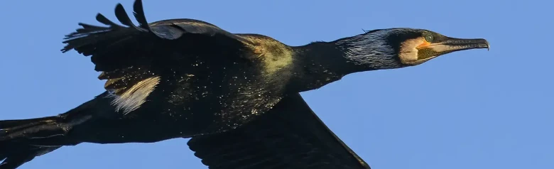 Cormorán grande
