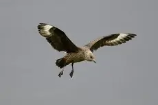 Págalo Grande