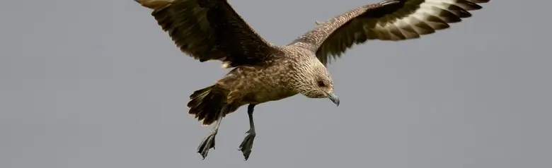 Págalo Grande