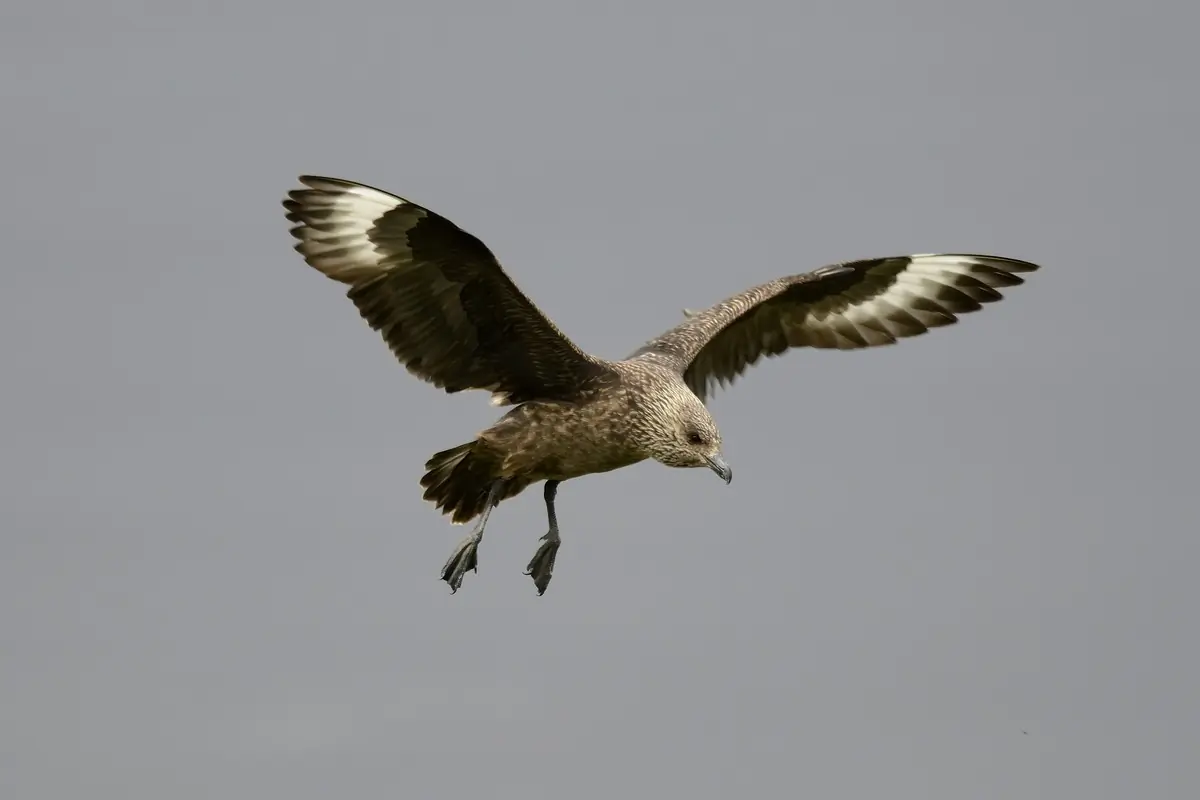 Págalo Grande