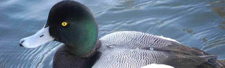 Un Porrón Bastardo nadando. Cabeza verde con pico gris claro. Pecho negro y costados blancos.