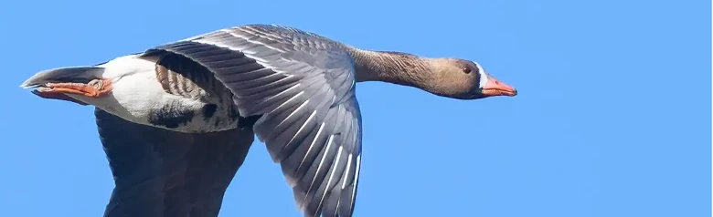 Ánsar careto grande volando. Franja blanca en las plumas de vuelo de las alas. Franja blanca en la frente.