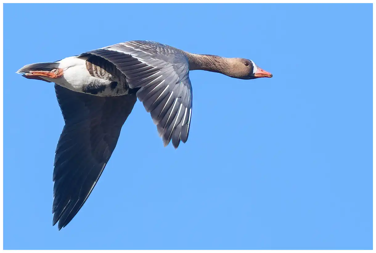 Ánsar careto grande volando. Franja blanca en las plumas de vuelo de las alas. Franja blanca en la frente.
