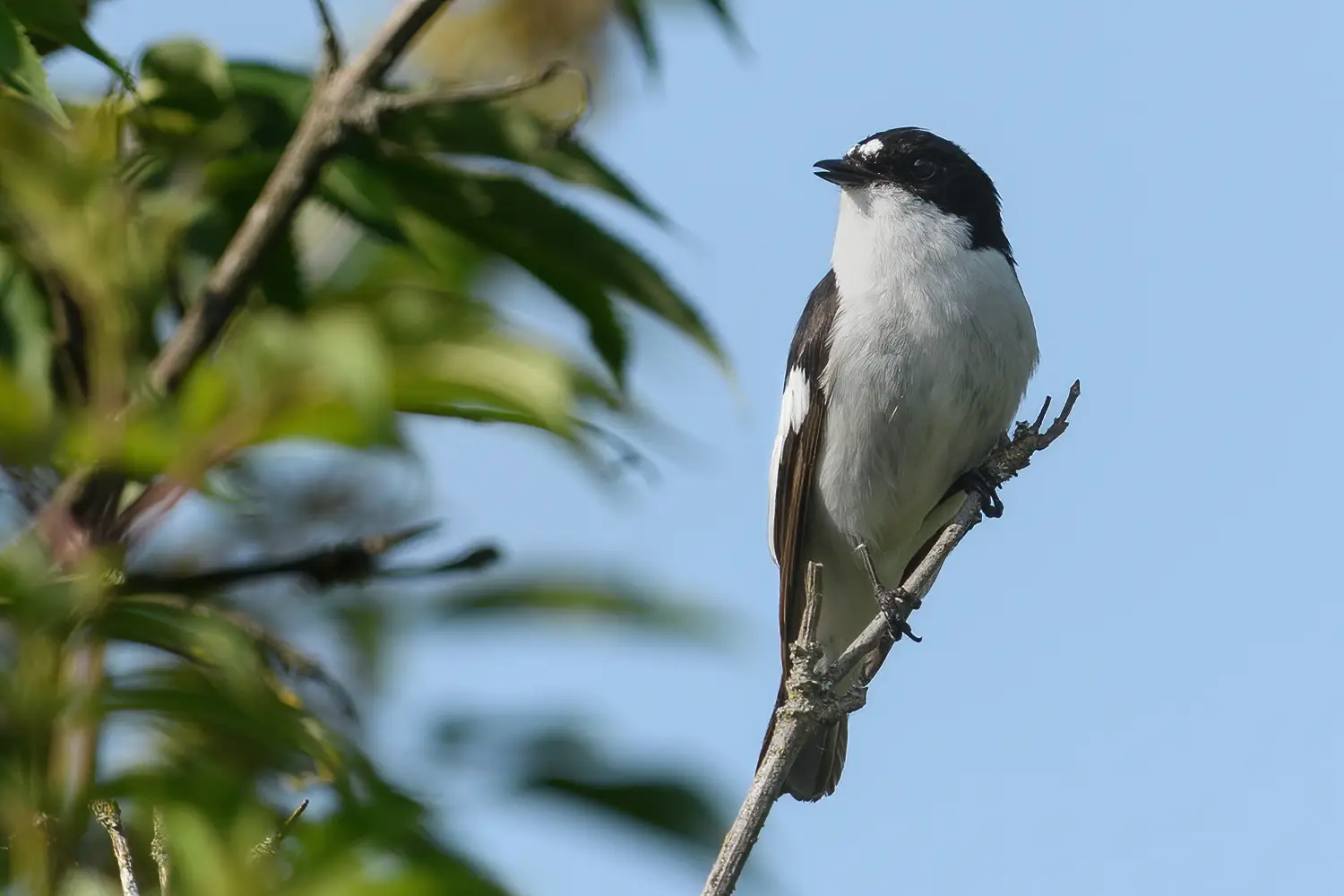 Papamoscas Cerrojillo