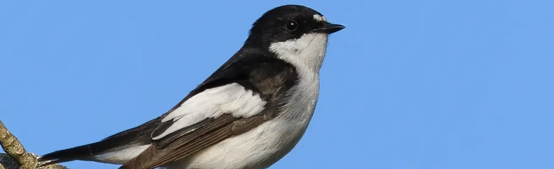 Papamoscas Cerrojillo. Dos manchas blancas en la frente, marcas blancas distintivas en las alas oscuras y parte inferior completamente blanca.