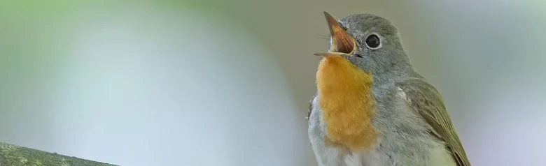 Papamoscas Papirrojo. Cantando en una rama. Ave macho con una característica garganta naranja que contrasta con la cabeza gris azulada.