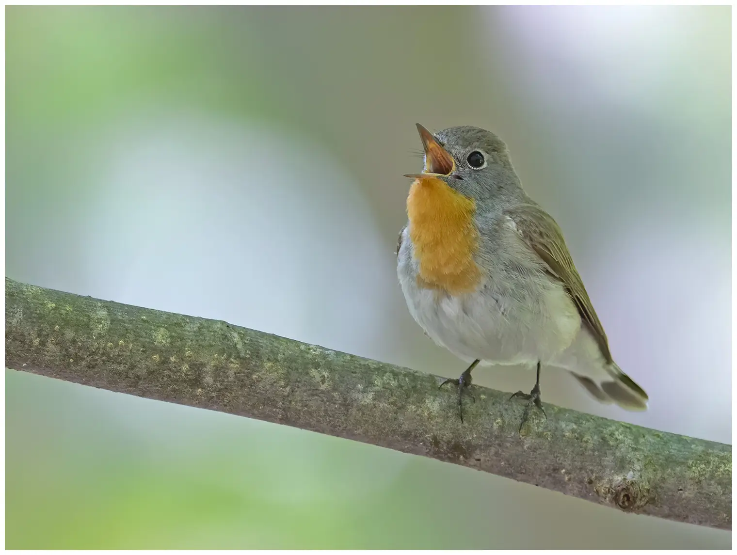 Papamoscas Papirrojo. Cantando en una rama. Ave macho con una característica garganta naranja que contrasta con la cabeza gris azulada.