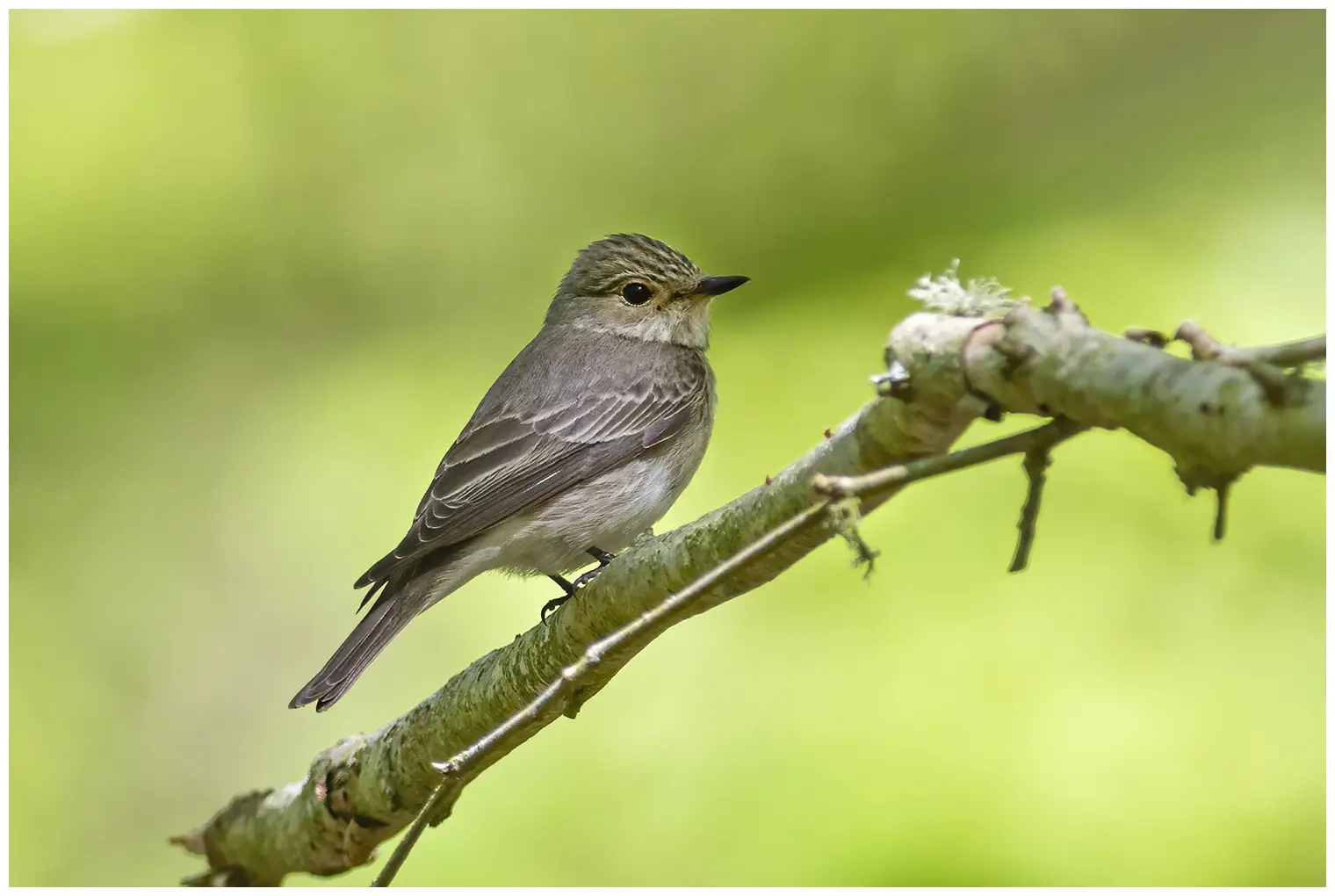Papamoscas Gris