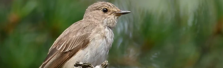 Papamoscas Gris. Sentado en una rama muerta, lo que es típico de la especie. Ave anónima de colores pardo grisáceos.