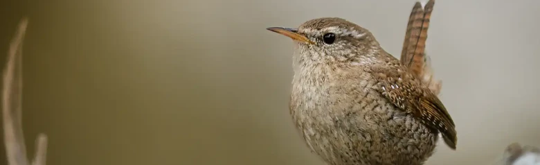 Chochín Común. Visto de frente sobre una rama. Pequeño pájaro de color marrón óxido con la cola hacia arriba.