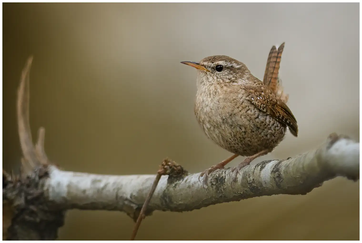 Chochín Común. Visto de frente sobre una rama. Pequeño pájaro de color marrón óxido con la cola hacia arriba.