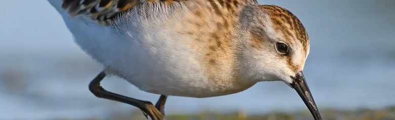 Correlimos Menudo