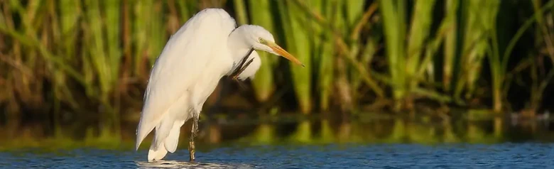 Garceta Grande. De pie en el agua y rascándose la barbilla con una pata. Todo el plumaje blanco.