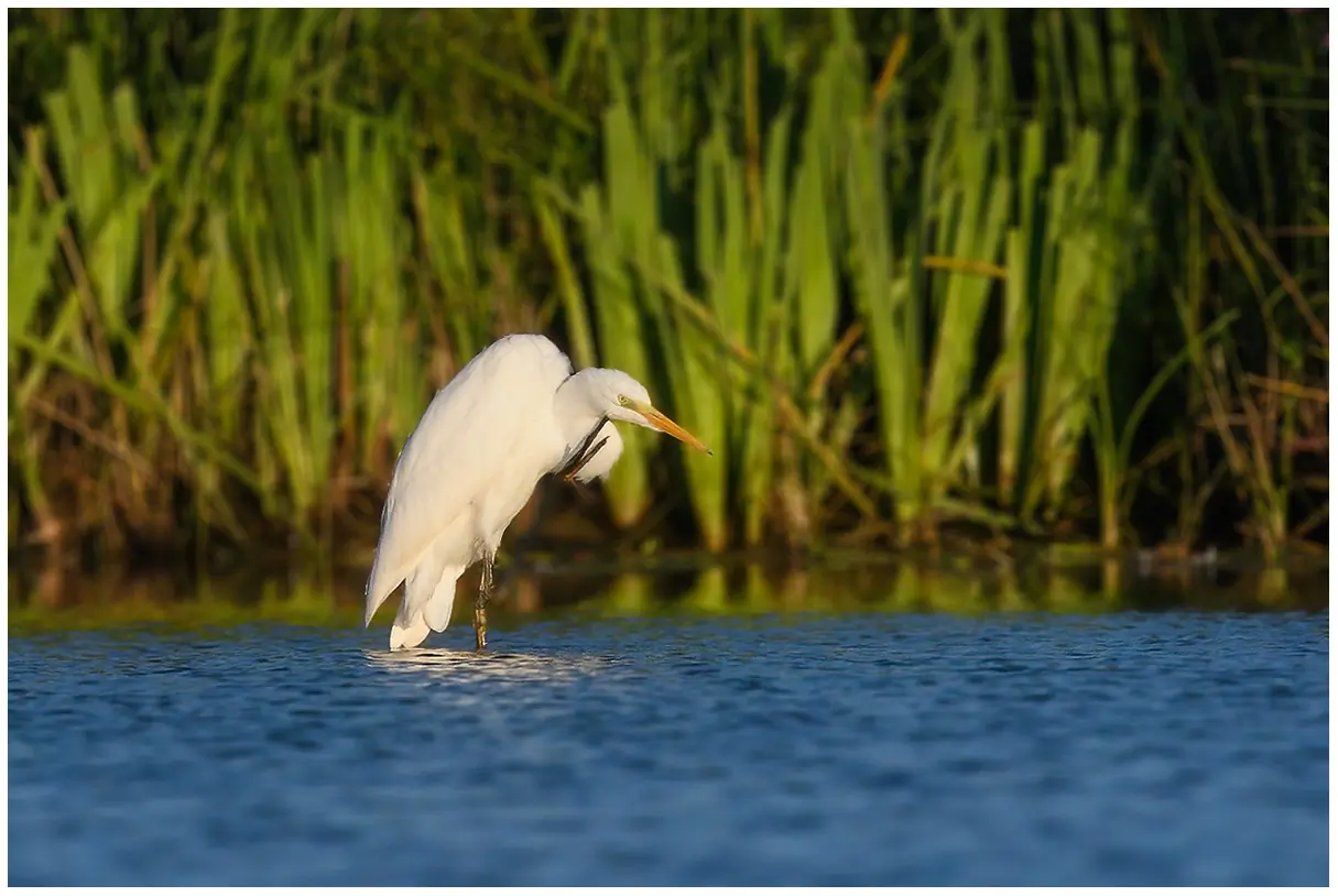 Garceta Grande. De pie en el agua y rascándose la barbilla con una pata. Todo el plumaje blanco.