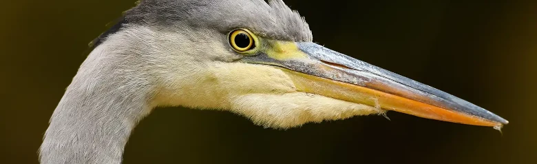 Garza Real. Sólo se ve la cabeza. Cuello claro, pico amarillo fuerte y franja negra distintiva detrás del ojo.