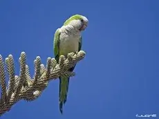 Cotorra Argentina