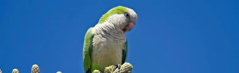 Cotorra Argentina