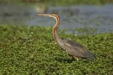 Garza Imperial