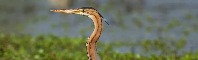 Garza Imperial. Se le ve caminando entre la vegetación en el agua. Su plumaje es gris y pardo rojizo.