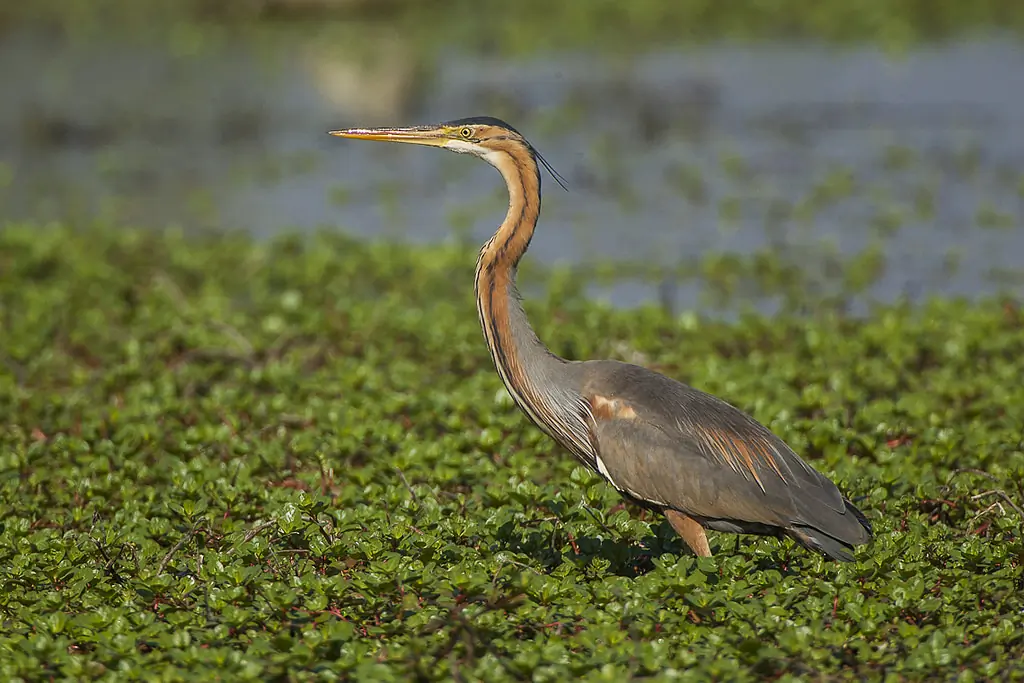 Garza Imperial. Se le ve caminando entre la vegetación en el agua. Su plumaje es gris y pardo rojizo.