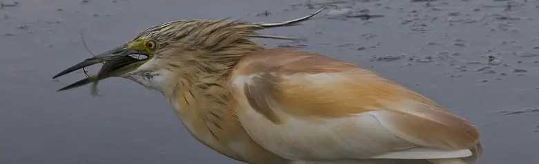 Garcilla Cangrejera. Marrón claro con patas verdes. Garza pequeña y poderosa, de cuello corto y grueso.