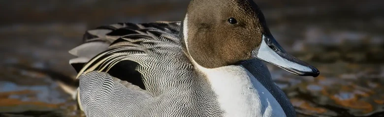 Un Ánade rabudo norteño de cabeza marrón, cuello blanco y cuerpo gris flota en el agua.