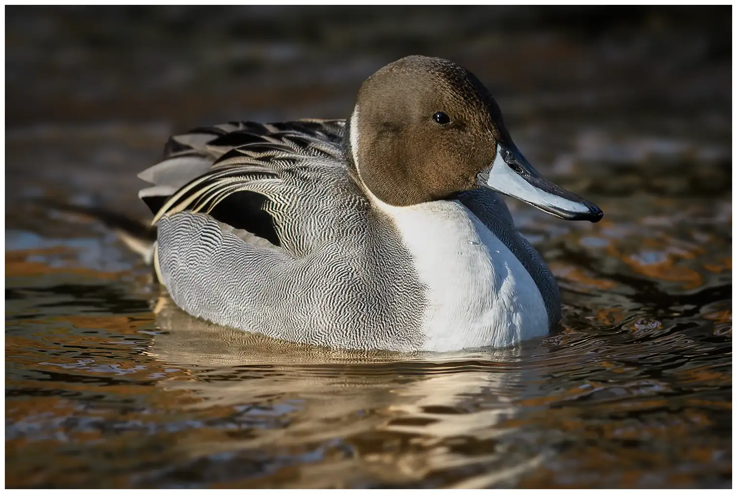 Un Ánade rabudo norteño de cabeza marrón, cuello blanco y cuerpo gris flota en el agua.